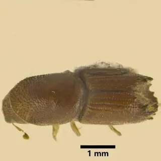 thumbnail for publication: Six-Toothed Bark Beetle, Six-Spined Engraver Beetle, Pine Stenographer Beetle Ips sexdentatus (Börner, 1767) (Insecta: Coleoptera: Curculionidae: Scolytinae)